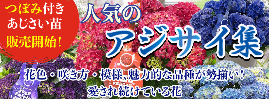 26春あじさい集