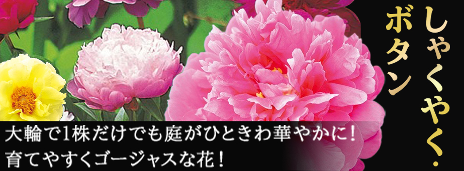 しゃくやくボタン特集