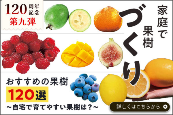 果樹