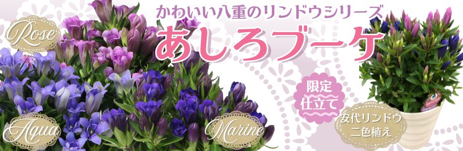 ■安代リンドウ2色植え＆あしろブーケ