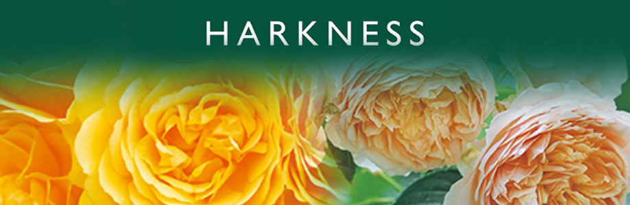 ハークネスローズ
