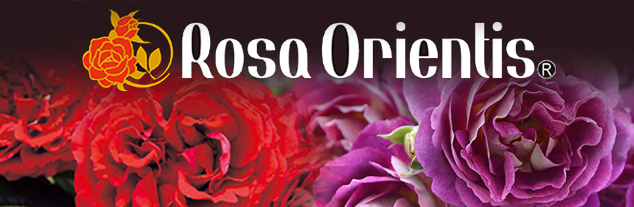 ロサオリエンティス