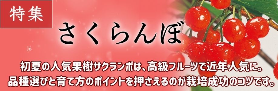 さくらんぼ