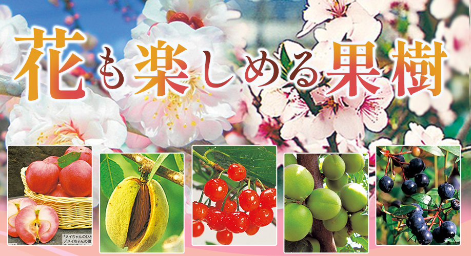 花も楽しめる果樹