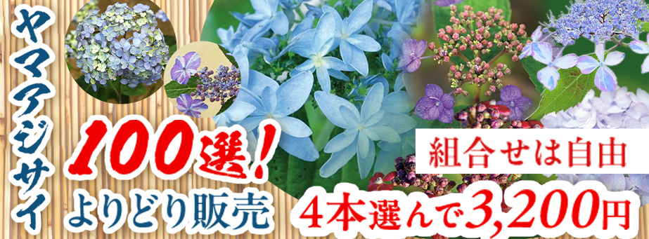 ヤマアジサイよりどり販売