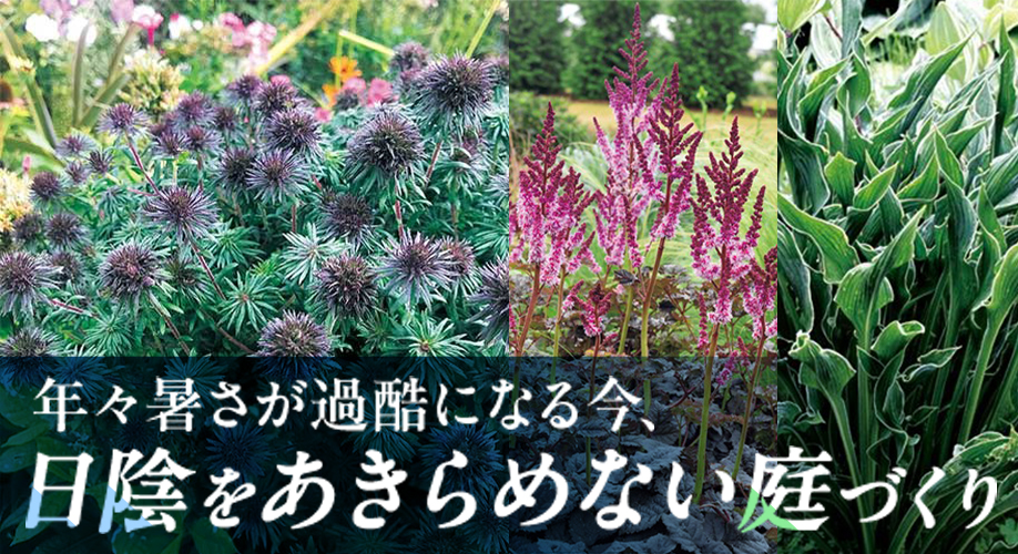 半日陰に向く宿根草＋花