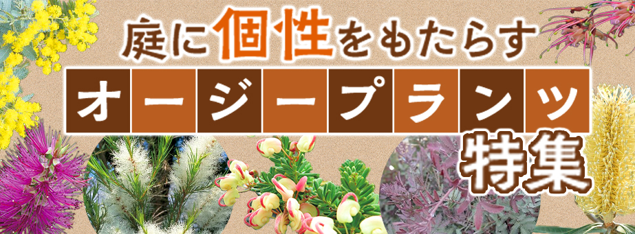 ■庭に個性をもたらすオージープランツ