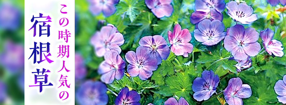 ■この時期人気の宿根草