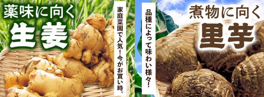 しょうがorさといも!!