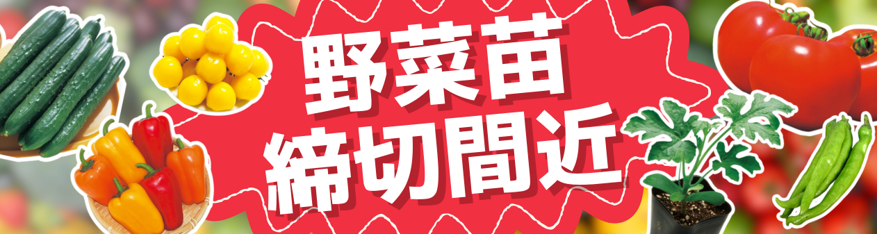 野菜苗締切間近！