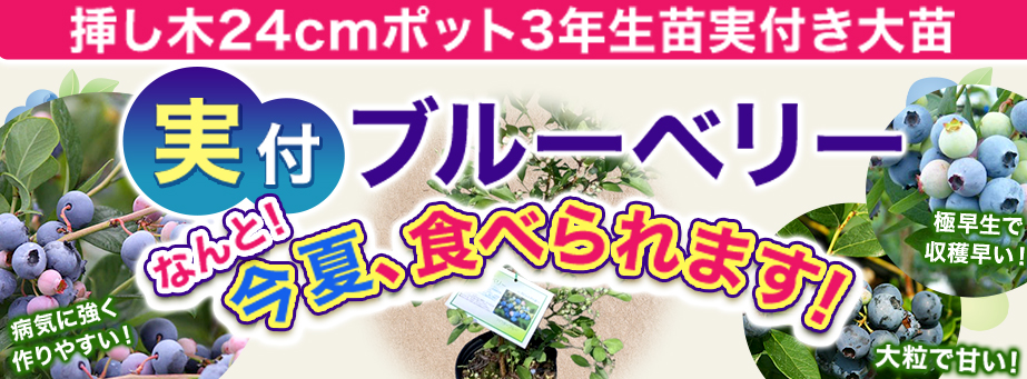 ■今夏に収穫できる【実付】ブルーベリー大苗