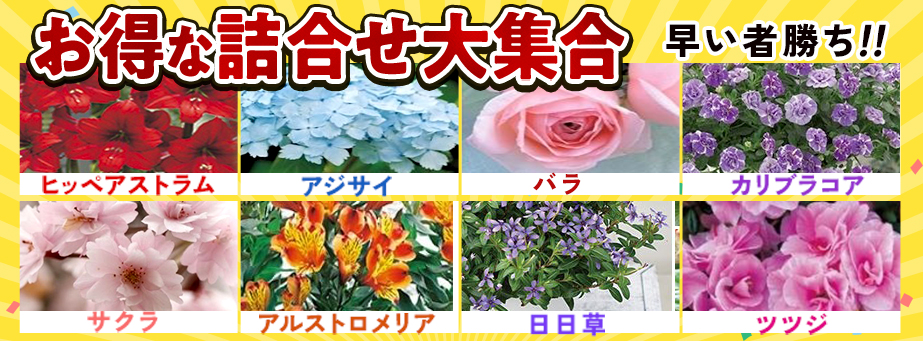 ■【スプリングコレクション】お得な詰合せ大集合