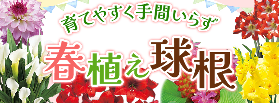 ■【スプリングコレクション】育てやすく手間いらず春植え球根