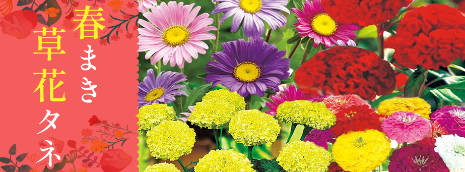 ■【スプリングコレクション】春まき草花タネ