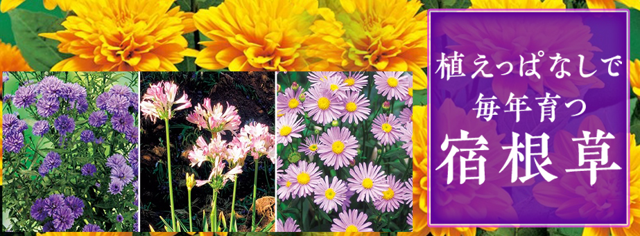 ■【スプリングコレクション】植えっぱなしで毎年育つ宿根草