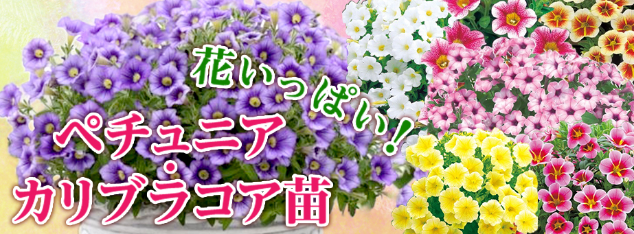 ■【スプリングコレクション】花いっぱい！ペチュニア・カリブラコア苗
