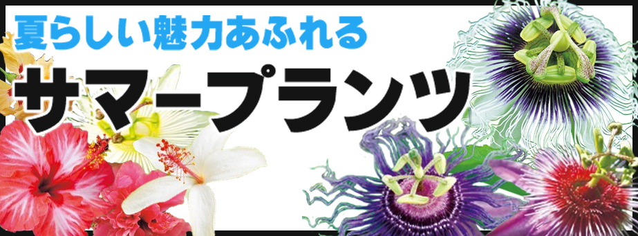 ■【スプリングコレクション】夏らしい魅力あふれるサマープランツ