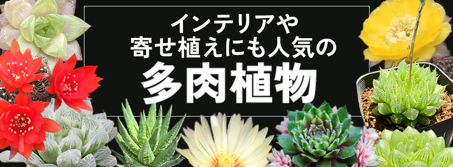 ■【スプリングコレクション】インテリアや寄せ植えにも人気の多肉植物