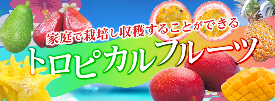 ■【スプリングコレクション】家庭で栽培し収穫することができるトロピカルフルーツ