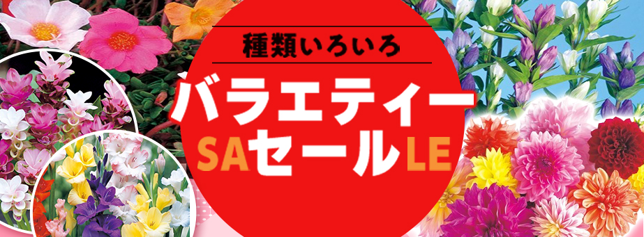 ■【スプリングコレクション】いろいろな種類にチャレンジしやすい!バラエティーセール