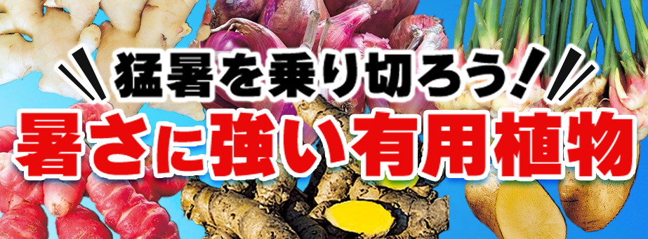 暑さに強い有用植物