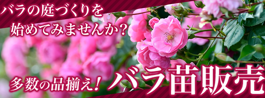 バラ苗