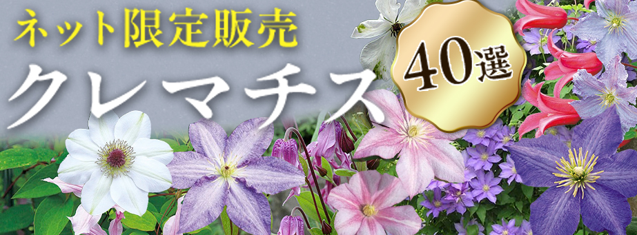 クレマチス40選