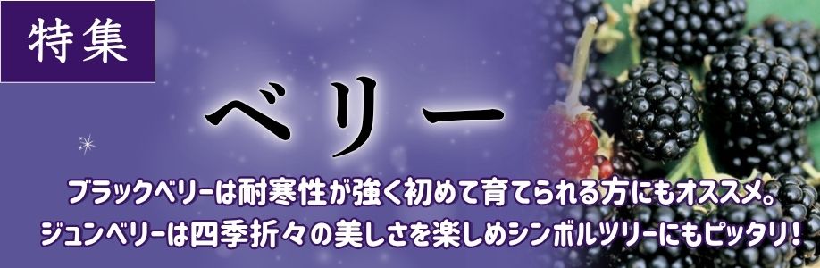 ■ベリー類