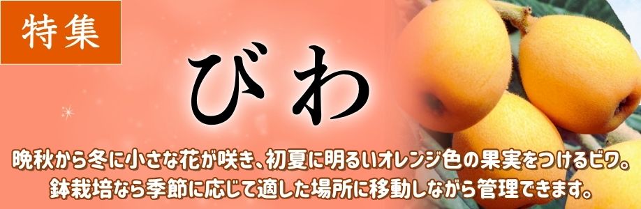 ■ビワ