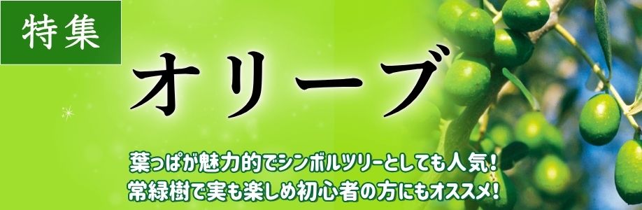 ■オリーブ