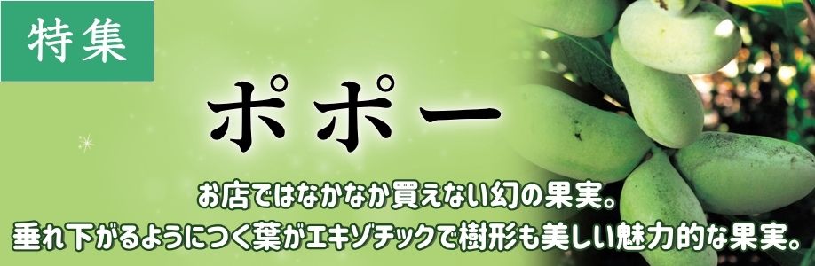 ■ポポー 