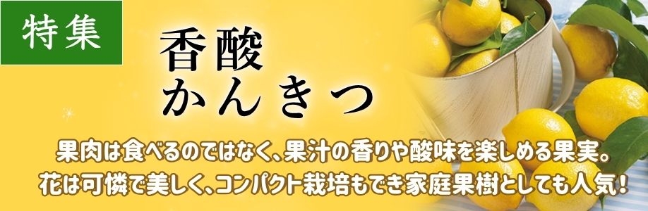 ■香酸かんきつ