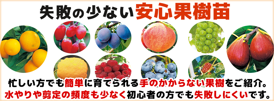 失敗の少ない安心果樹苗