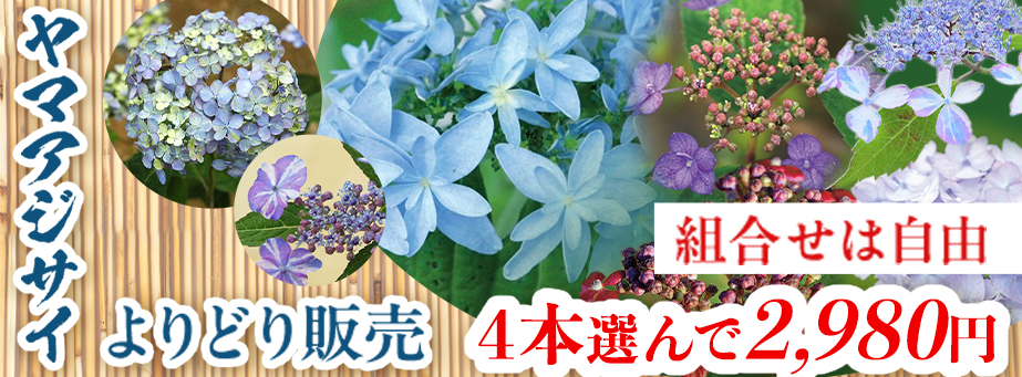 ヤマアジサイよりどり販売