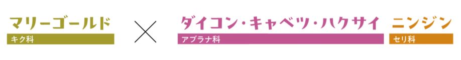 マリーゴールドダイコンニンジン