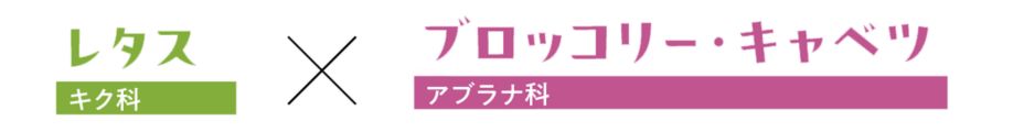 レタスブロッコリー