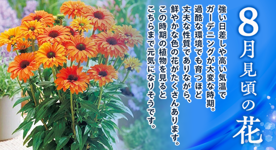 今、旬の花特集
