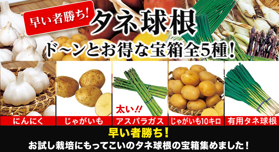 今、旬の花特集