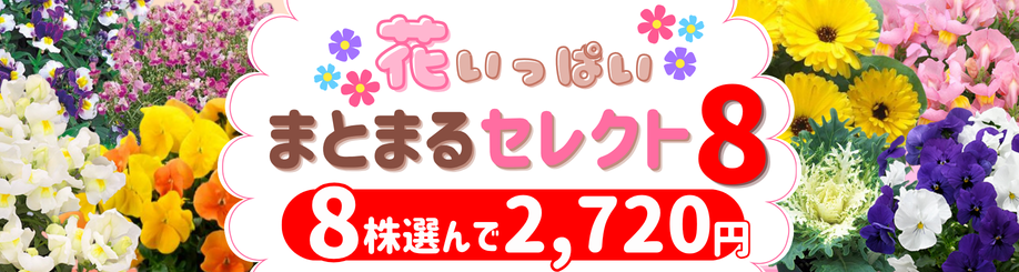 花いっぱいまとまるセレクト8