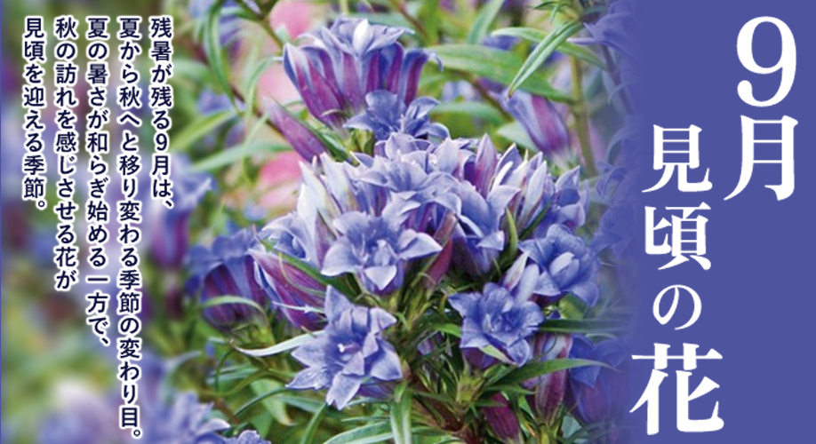 今、旬の花特集