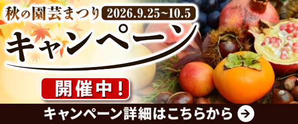 抽選プレゼント
