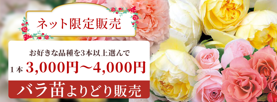 バラよりどり販売