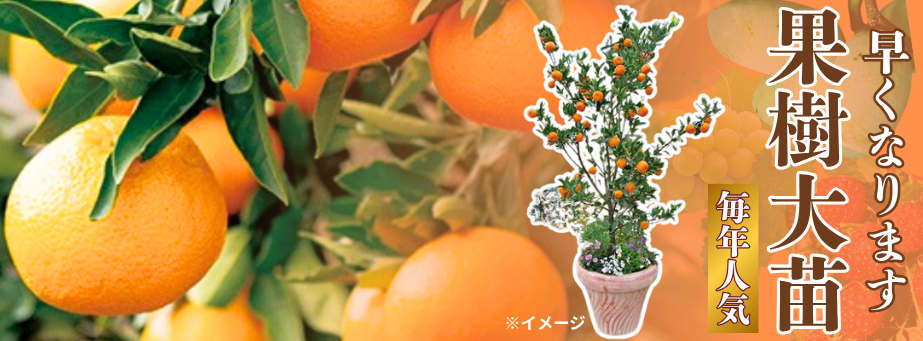 果樹【大苗】