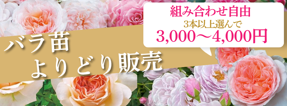 バラよりどり販売