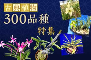 古典植物300品種特集