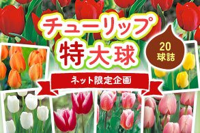 チューリップ特大球