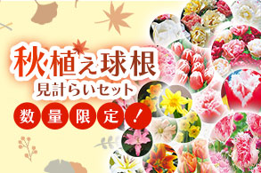 秋植え球根見計らいセット
