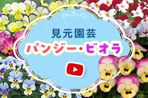 見元園芸パンジー・ビオラ