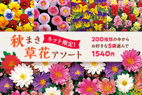 秋まき草花アソート