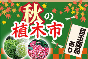 秋の植木市